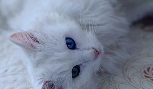 梦见白猫是什么意思 孕妇梦见白猫的意思