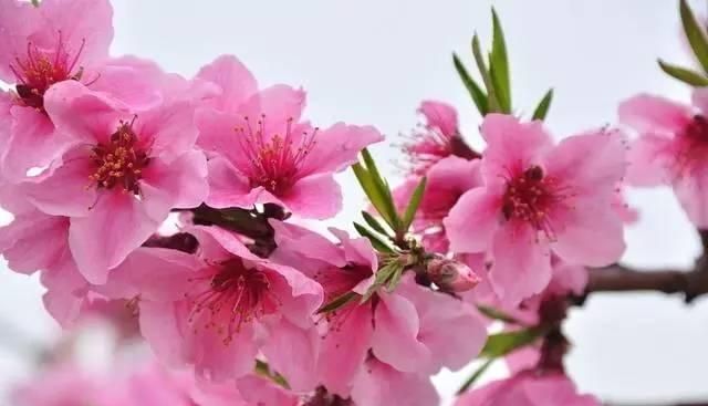 桃花的功效与作用，桃花吃了有什么好处图1