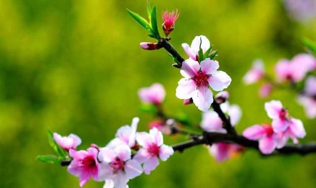 桃花的功效与作用，桃花吃了有什么好处图2