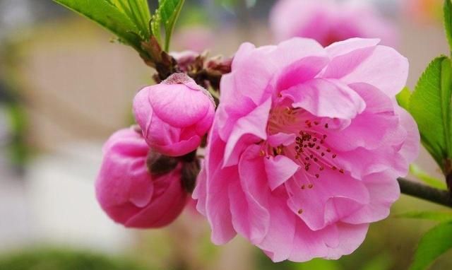 桃花的功效与作用，桃花吃了有什么好处图3