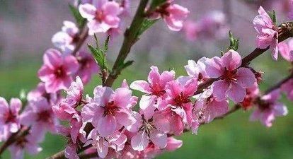 桃花的功效与作用，桃花吃了有什么好处图4