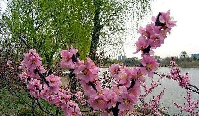 桃花的功效与作用，桃花吃了有什么好处图5