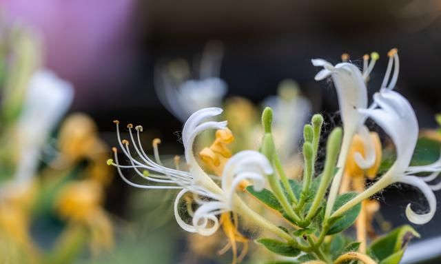 金银花的功效与作用，金银花的食用方法和禁忌图1