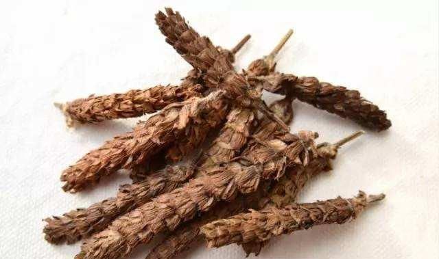 夏枯草的功效作用，夏枯草的食用方法和禁忌图1