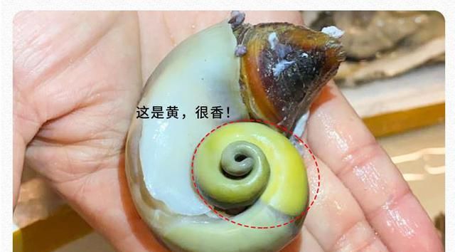 大海螺的正确吃法和做法，如何鉴别鲜活海螺图4