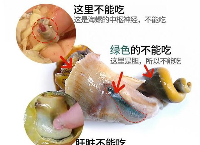 大海螺的正确吃法和做法，如何鉴别鲜活海螺图5