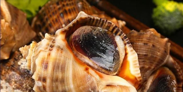 大海螺的正确吃法和做法，如何鉴别鲜活海螺图7