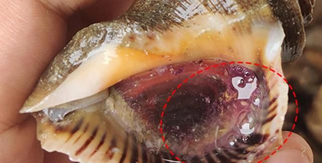 大海螺的正确吃法和做法，如何鉴别鲜活海螺图8
