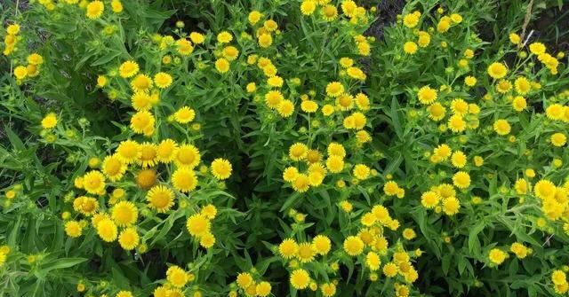 野菊花的作用功效，野菊花有什么功效图1