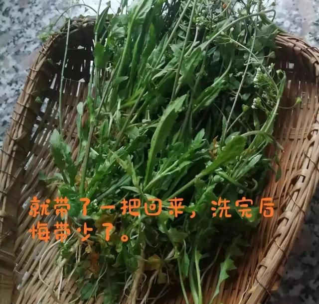 荠菜水有什么功效作用（荠菜的好处）图2