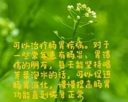 荠菜水有什么功效作用（荠菜的好处）图3