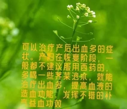 荠菜水有什么功效作用（荠菜的好处）图4