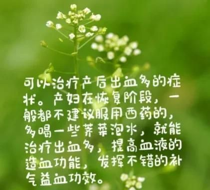 荠菜水有什么功效作用（荠菜的好处）图5