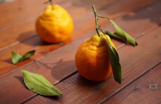 丑橘的营养价值和功效与作用，食用禁忌事项图1