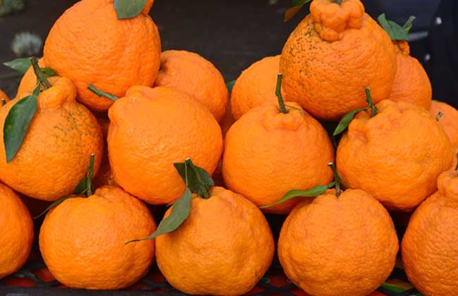 丑橘的营养价值和功效与作用，食用禁忌事项图3
