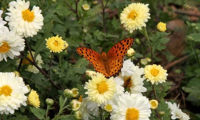 杭白菊、黄菊花和野菊花泡茶的区别，如何选择图2