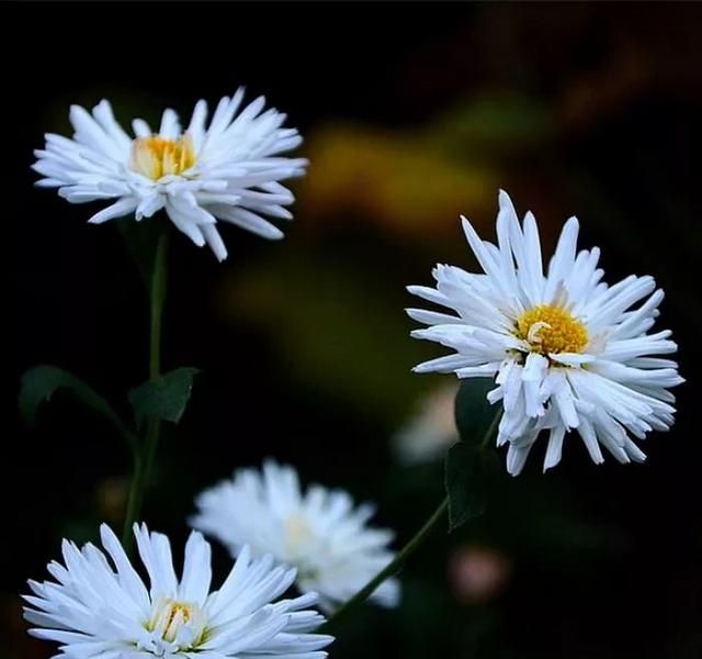 菊花枸杞茶功效：黄芪菊花枸杞茶的功效有哪些图2