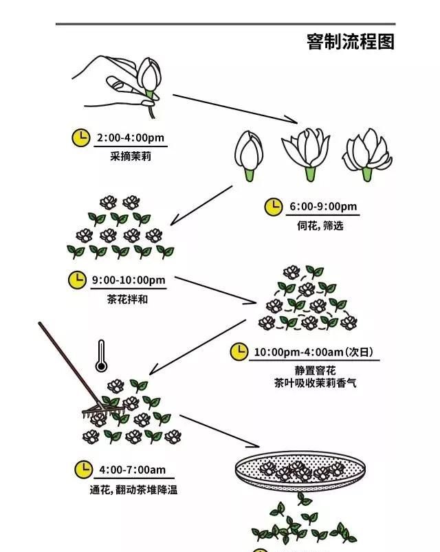 茉莉花茶的功效:喝茉莉花茶花茶有什么好处图9