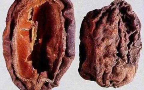 木瓜的功效与作用是什么