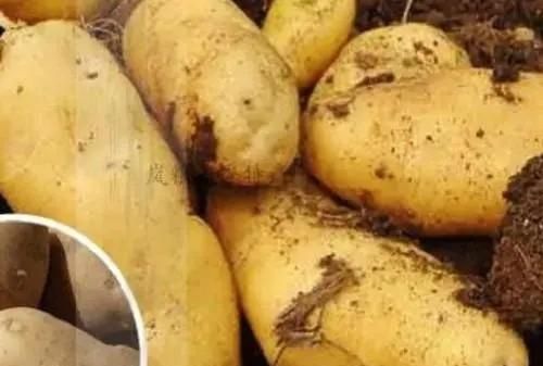 土豆越来越大和使用膨大剂有没有关系，可以吃吗？图3
