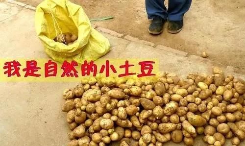 土豆越来越大和使用膨大剂有没有关系，可以吃吗？图4
