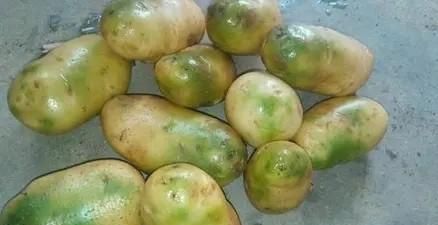 土豆越来越大和使用膨大剂有没有关系，可以吃吗？图6