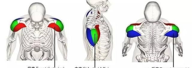 三角肌中束，三角肌后束太薄了该怎么练图2