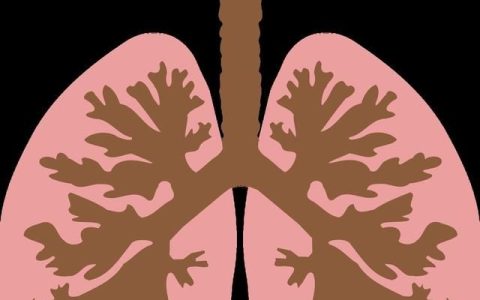 肺在哪个位置图：肺在人体什么位置