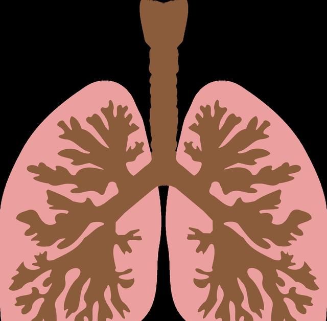 肺在哪个位置图：肺在人体什么位置图1