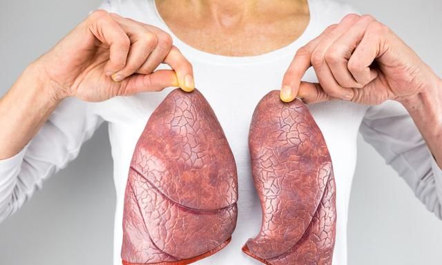 肺在哪个位置图：肺在人体什么位置图4
