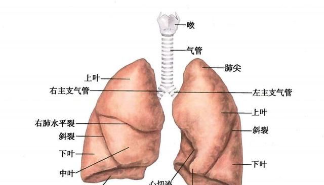 肺在哪个位置图：肺在人体什么位置图5