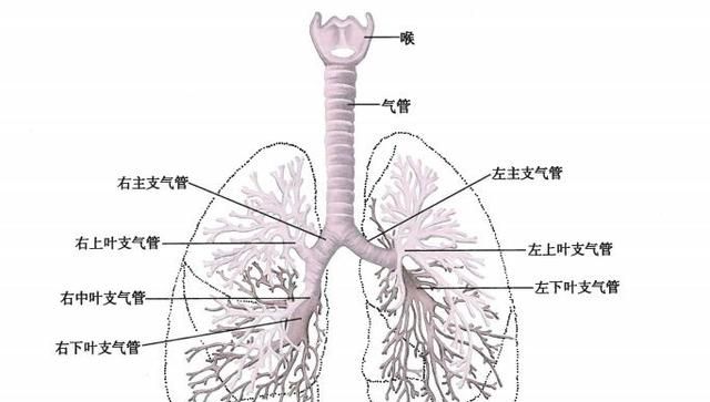 肺在哪个位置图：肺在人体什么位置图6
