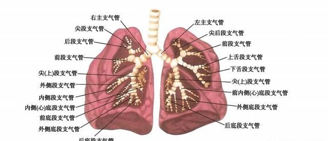 肺在哪个位置图：肺在人体什么位置图7