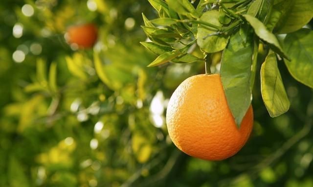 橘子的功效与作用，农村老话说“一个橘子十副药”，橘子有哪些功效和作用呢图8