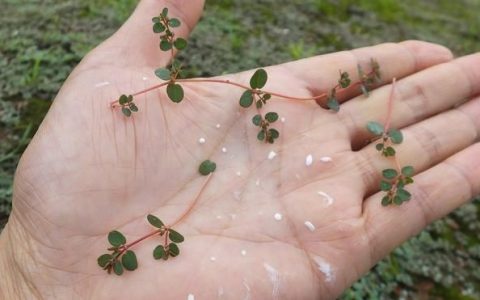 天竺黄的功效与作用，农民在野外干活受伤流血，用什么植物止血效果最好
