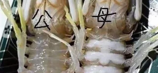 虾爬子的做法，虾爬子都怎么做，才能又鲜又香呢图3