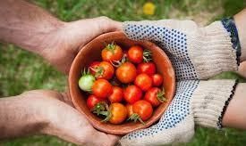 番茄红素的营养价值有哪些，番茄红素的作用及功效有哪些图2