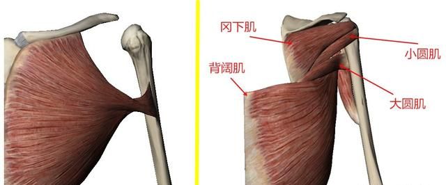 肱骨是哪个部位，下拉肱骨是哪块肌肉怎么锻炼图3
