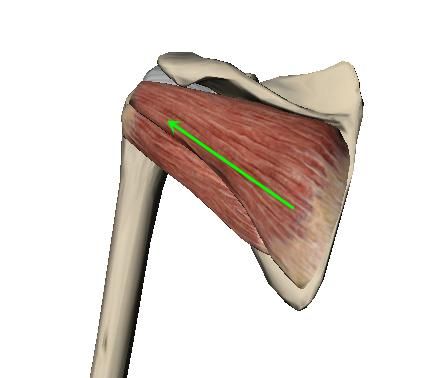 肱骨是哪个部位，下拉肱骨是哪块肌肉怎么锻炼图5