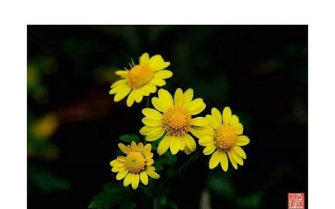 野菊花的使用，野菊花有什么功效和禁忌