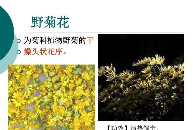 野菊花的使用，野菊花有什么功效和禁忌图2