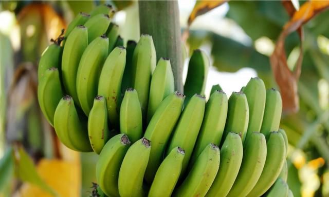 扒皮香蕉,香蕉和芭蕉形态相近，营养价值却相距甚远，如何区分它们图7