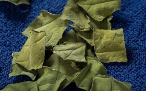 荷叶泡水喝的功效与作用：荷叶泡水喝的话有哪些功效呢