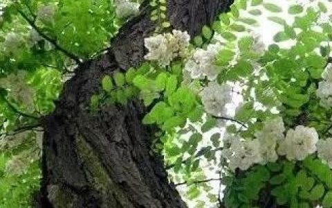 槐花对女性有哪些好处:吃槐花有什么好处