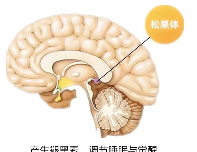 褪黑素的功效与作用:褪黑素真的有用有什么副作用和安眠药有什么区别图1