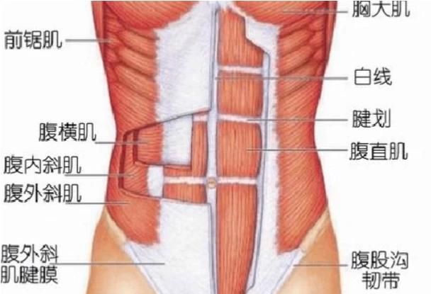 什么叫人鱼线，肚子大，怎么才能练出腹肌图30