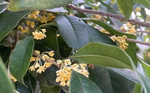 桂花的功效：农村常见的桂花有什么作用