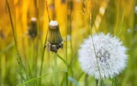 蒲公英根的功效与作用:蒲公英根有哪些功效怎么用比较好