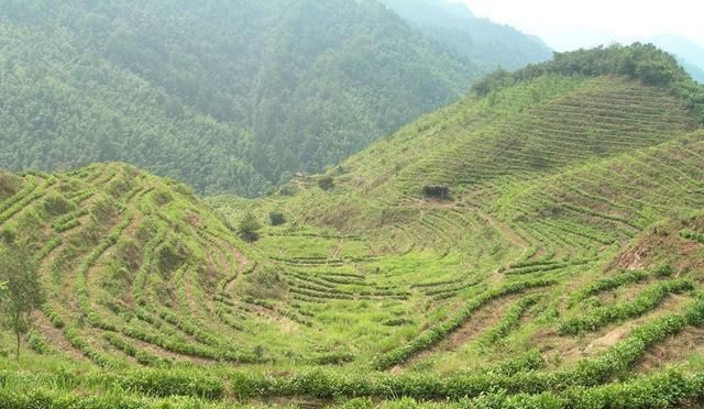 黄山毛峰的功效:什么是黄山毛峰图4