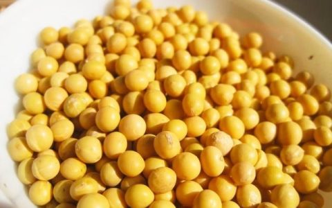 黄豆的功效与副作用：黄豆汤有什么功效与作用